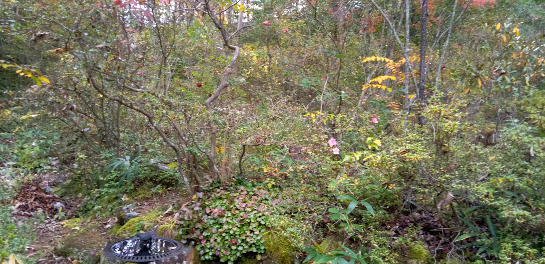 「肉体の結びつきは、愛情とは違う」と書かれていましたが、なぜそう思われたのですか？