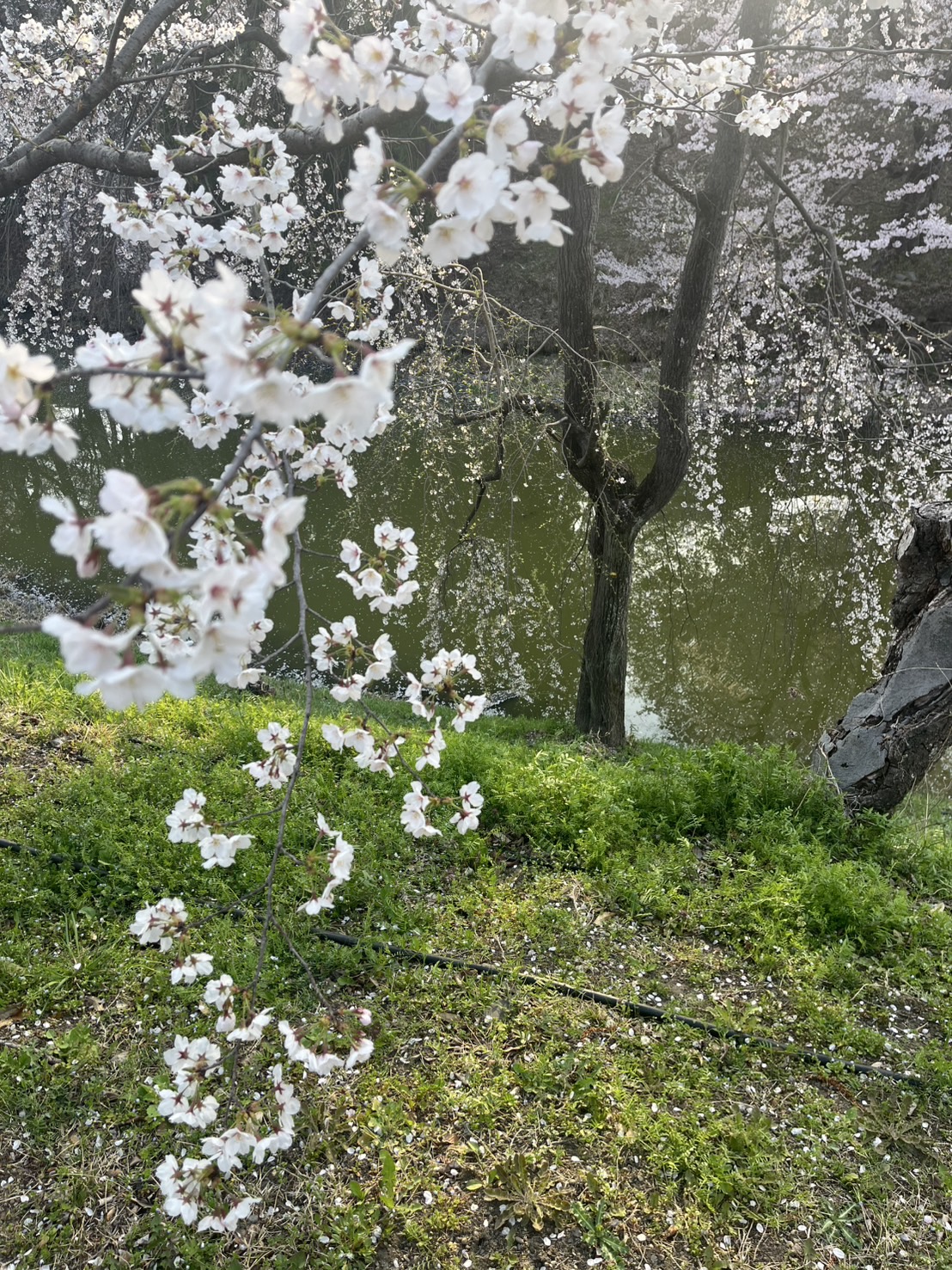 高１男子は〈単菌室培養〉だったみたい。私は（多菌室培養）中です。（笑）お客さんとの離れ方～私から離れる形ですね！